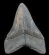 Serrated, Fossil Megalodon Tooth - Georgia #76518-2